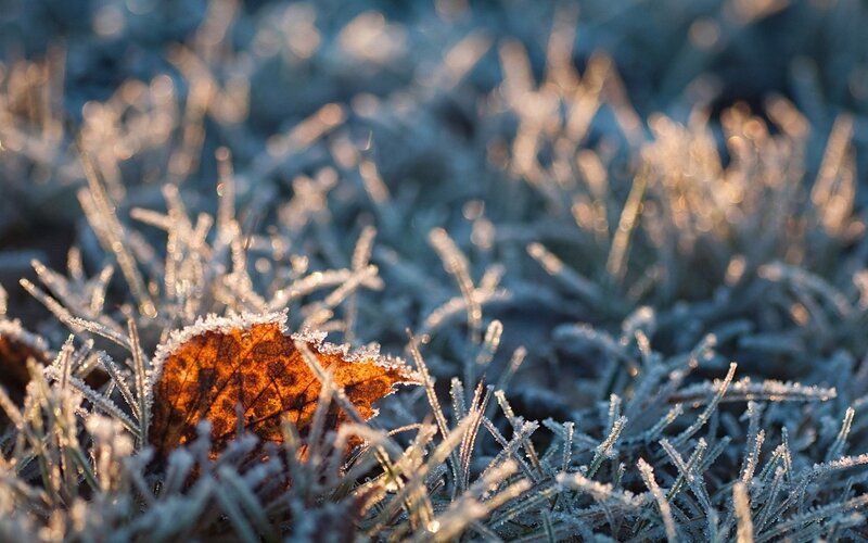Frost-covered Leaf — Brown, Cold