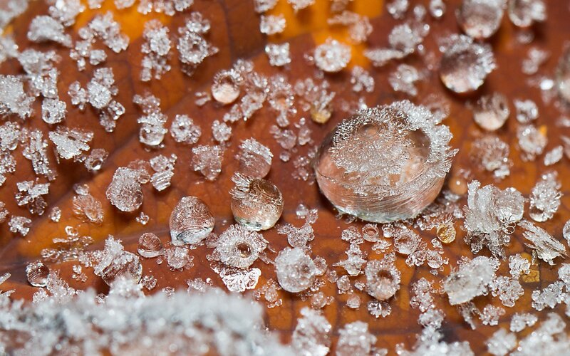 Frost-covered Leaf — Brown, Cold, Winter