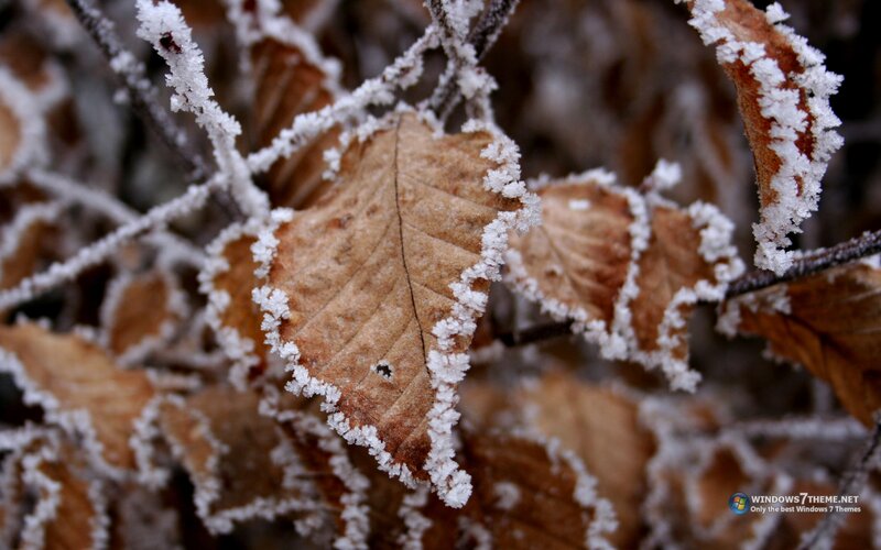 Frost-covered Leaf — Brown