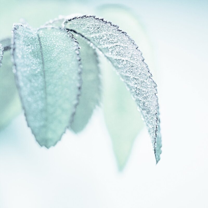 frost-covered leaf close-up