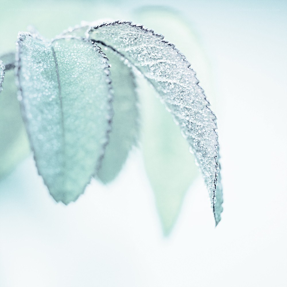 frost-covered leaf close-up
