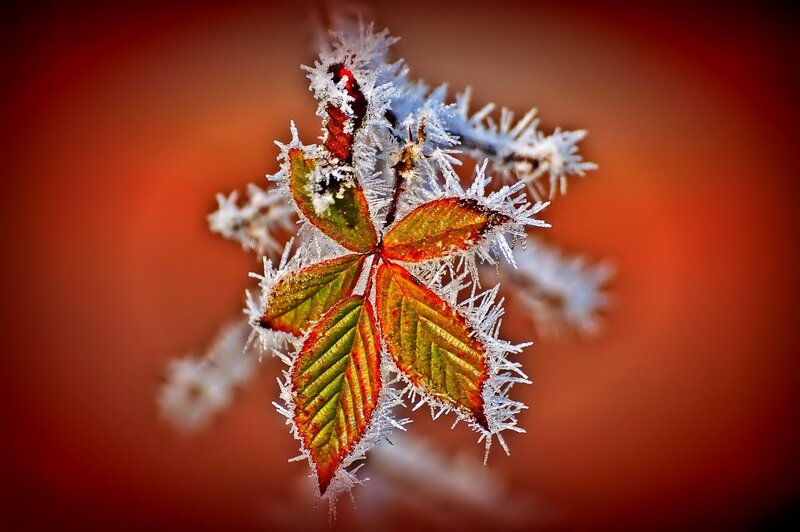 Frost-covered Leaf Cluster