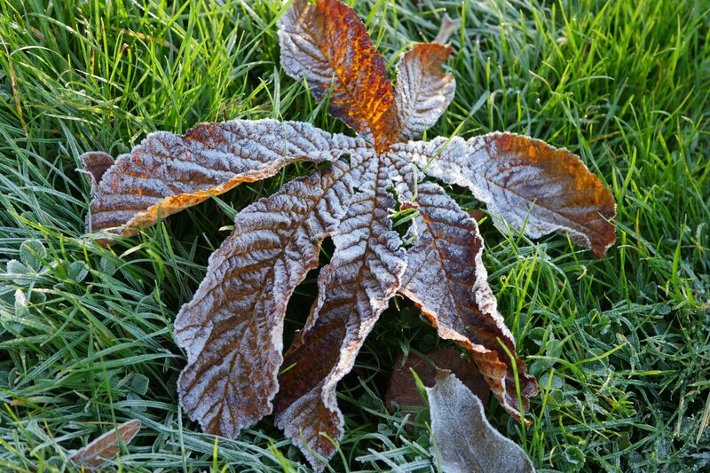 Frost-covered Leaf — Green, Calm, Autumn