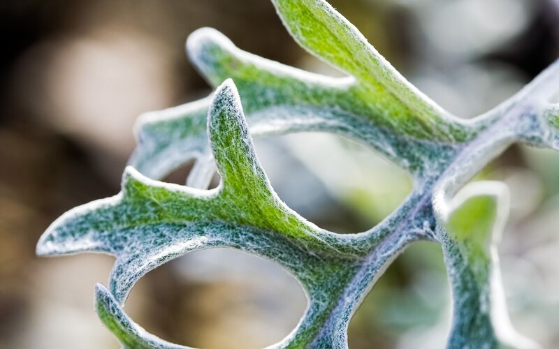 Frost-covered Leaf — Green, Calm