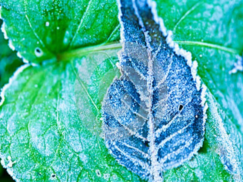 Frost-covered Leaf — Green, Cold