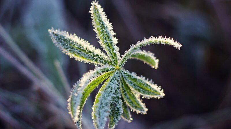 Frost-covered Leaf — Green, Serene
