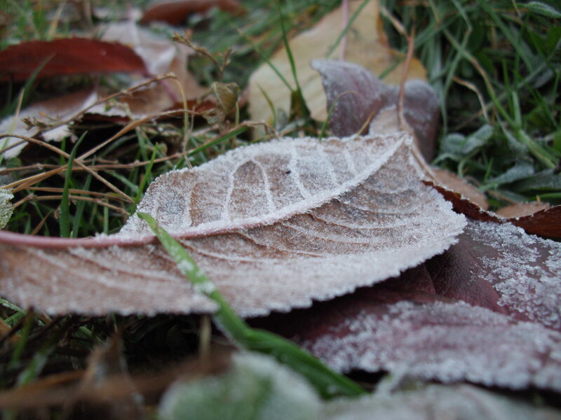 Frost-covered Leaf — Green