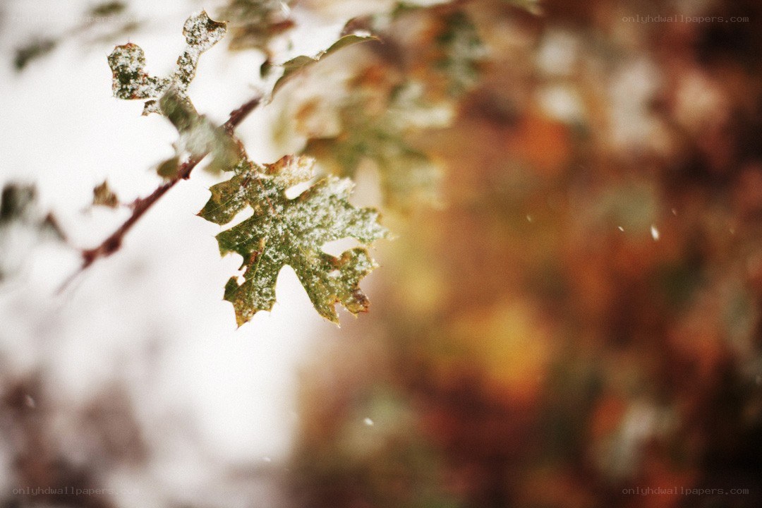 frost-covered leaf in autumn