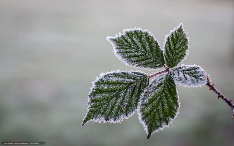 Frost-covered leaf in morning light