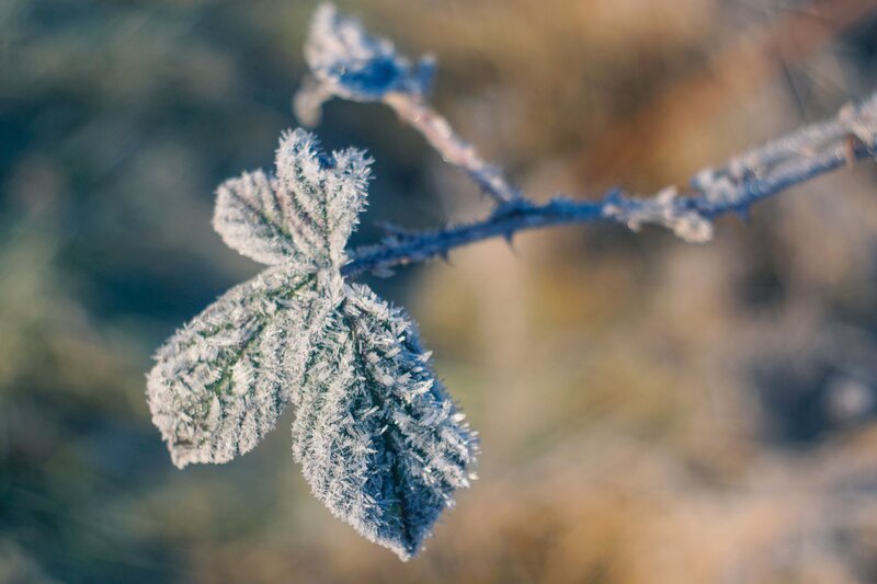 Frost-covered leaf in morning light