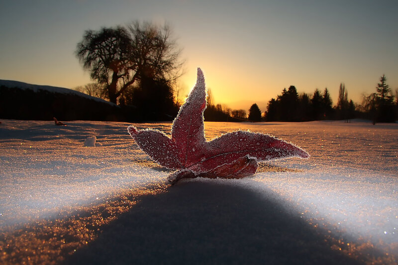 Frost-covered Leaf in Snow — Red, Serene