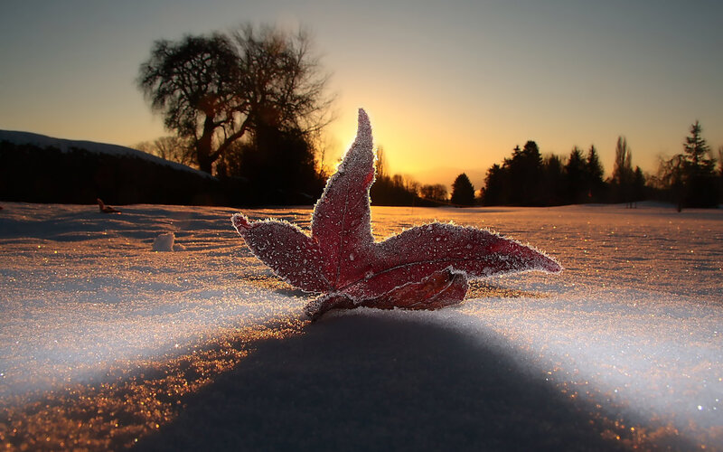 Frost-covered Leaf in Snow — Red, Serene, Winter, Photograph