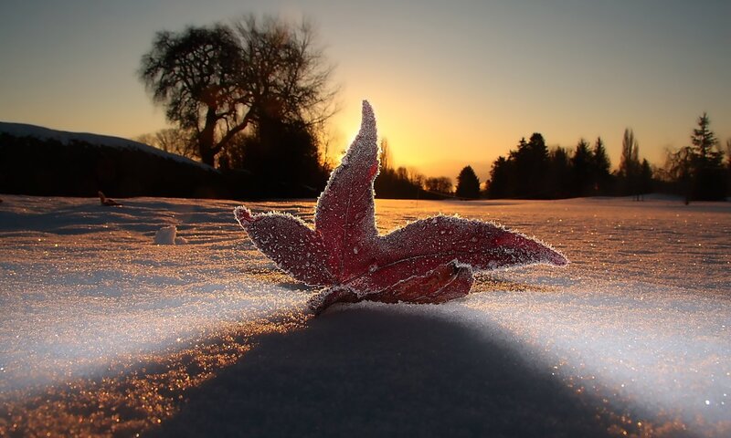 Frost-covered Leaf in Snow — Red, Serene, Winter