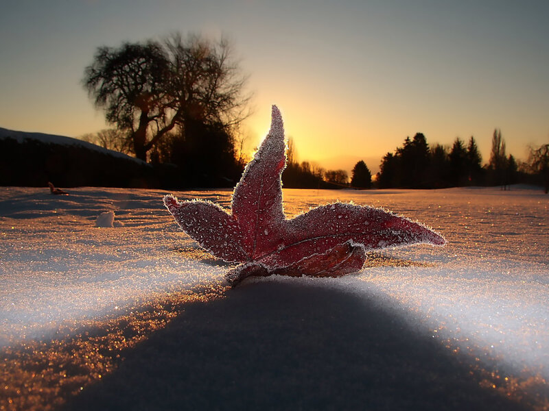 Frost-covered Leaf in Snow — Red