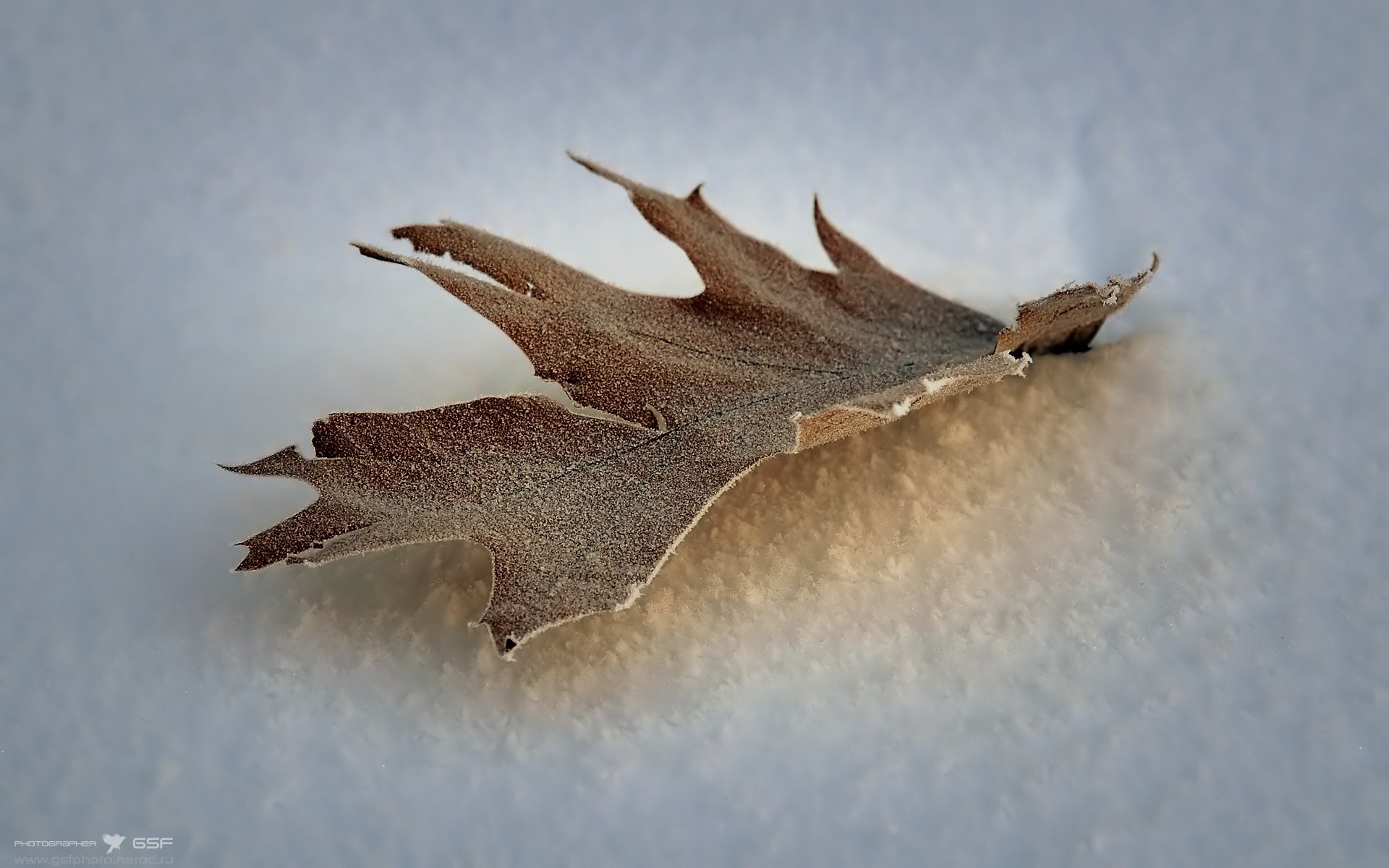 Frost-covered leaf in snow