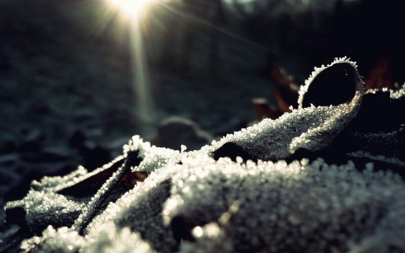 frost-covered leaf in sunlight