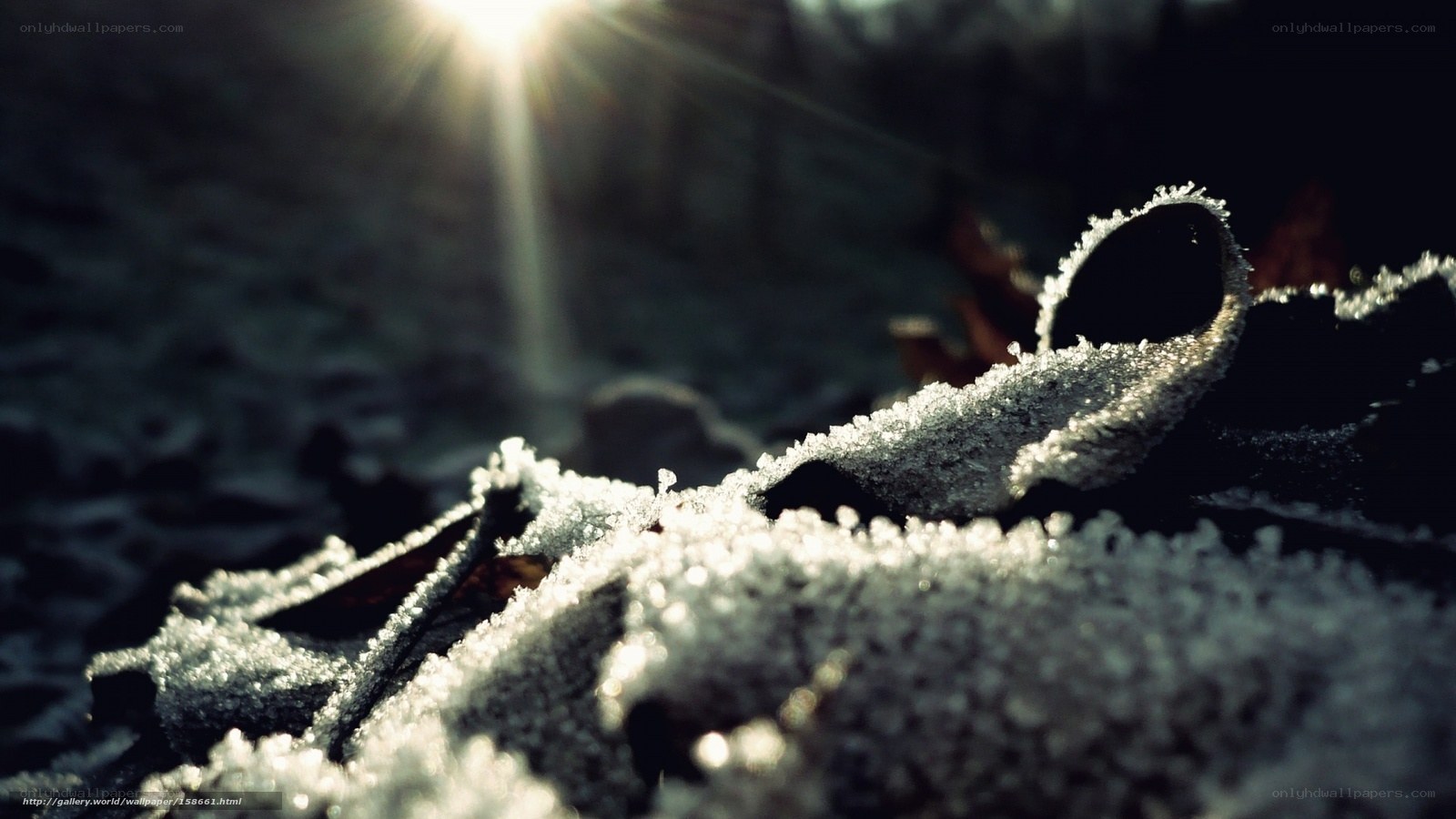 Frost-covered leaf in sunlight