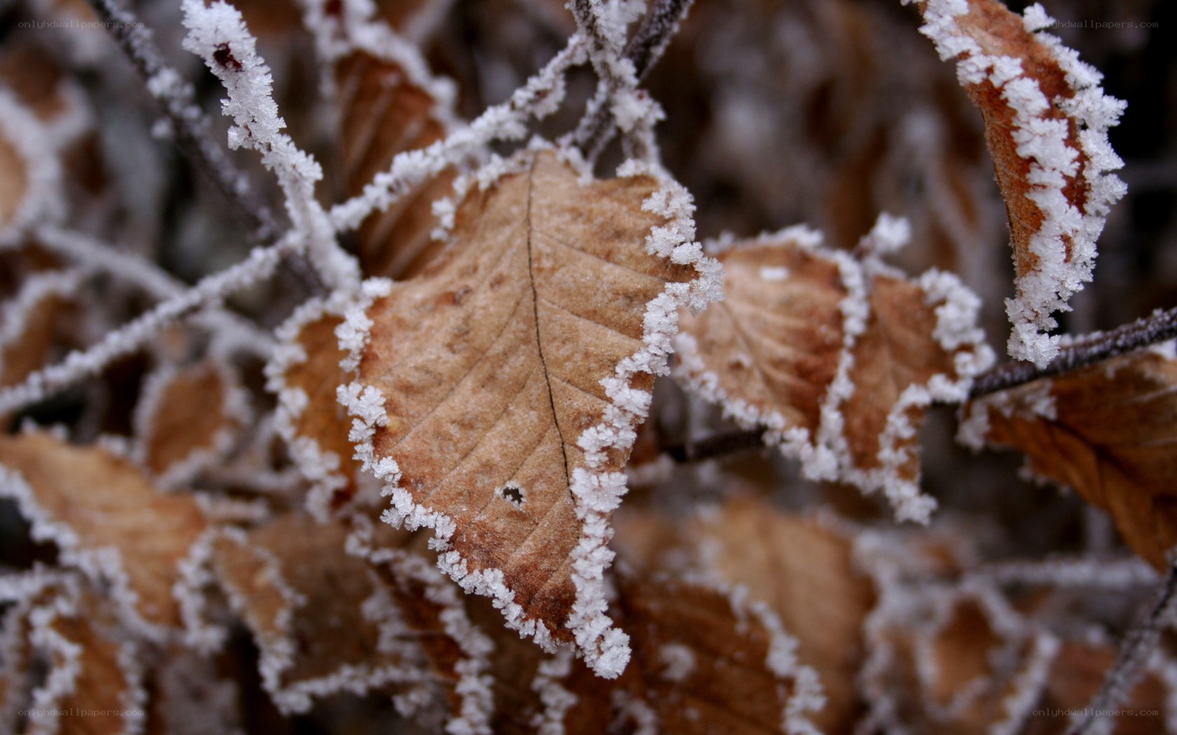 frost-covered leaf in winter