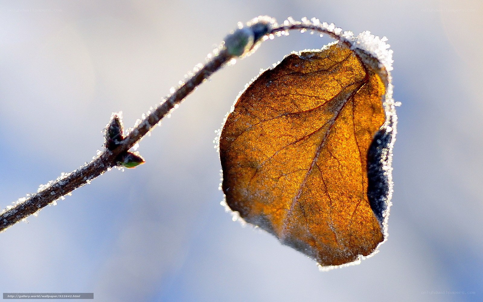 Frost-covered leaf on a branch