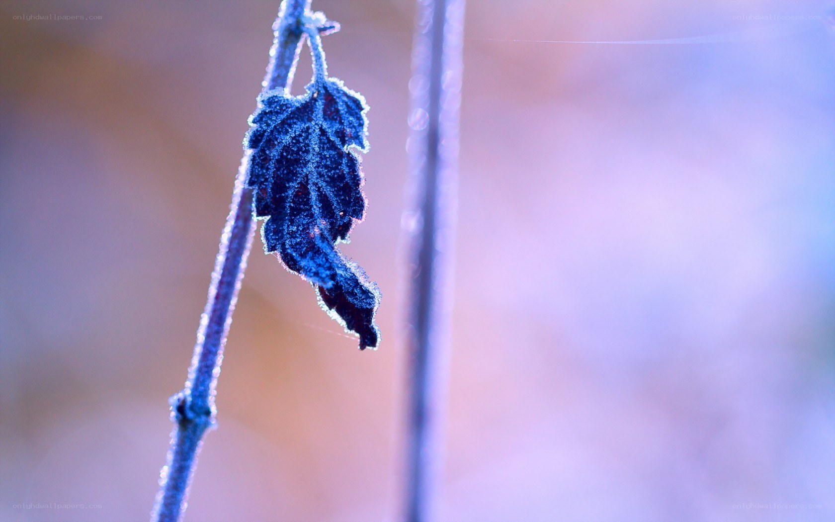 frost-covered leaf on a branch