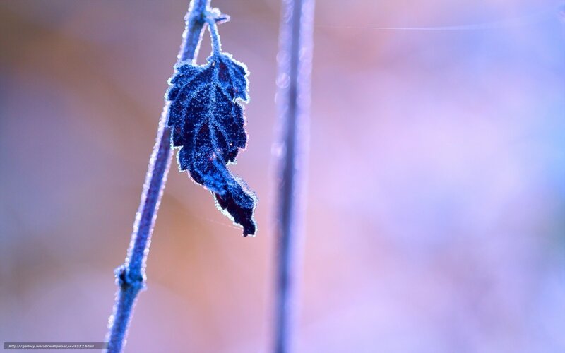 Frost-covered leaf on a branch