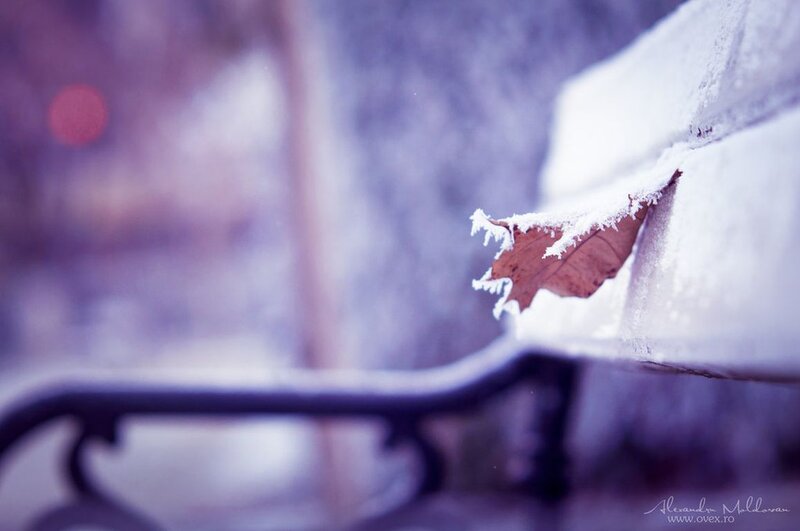 Frost-covered Leaf on Bench