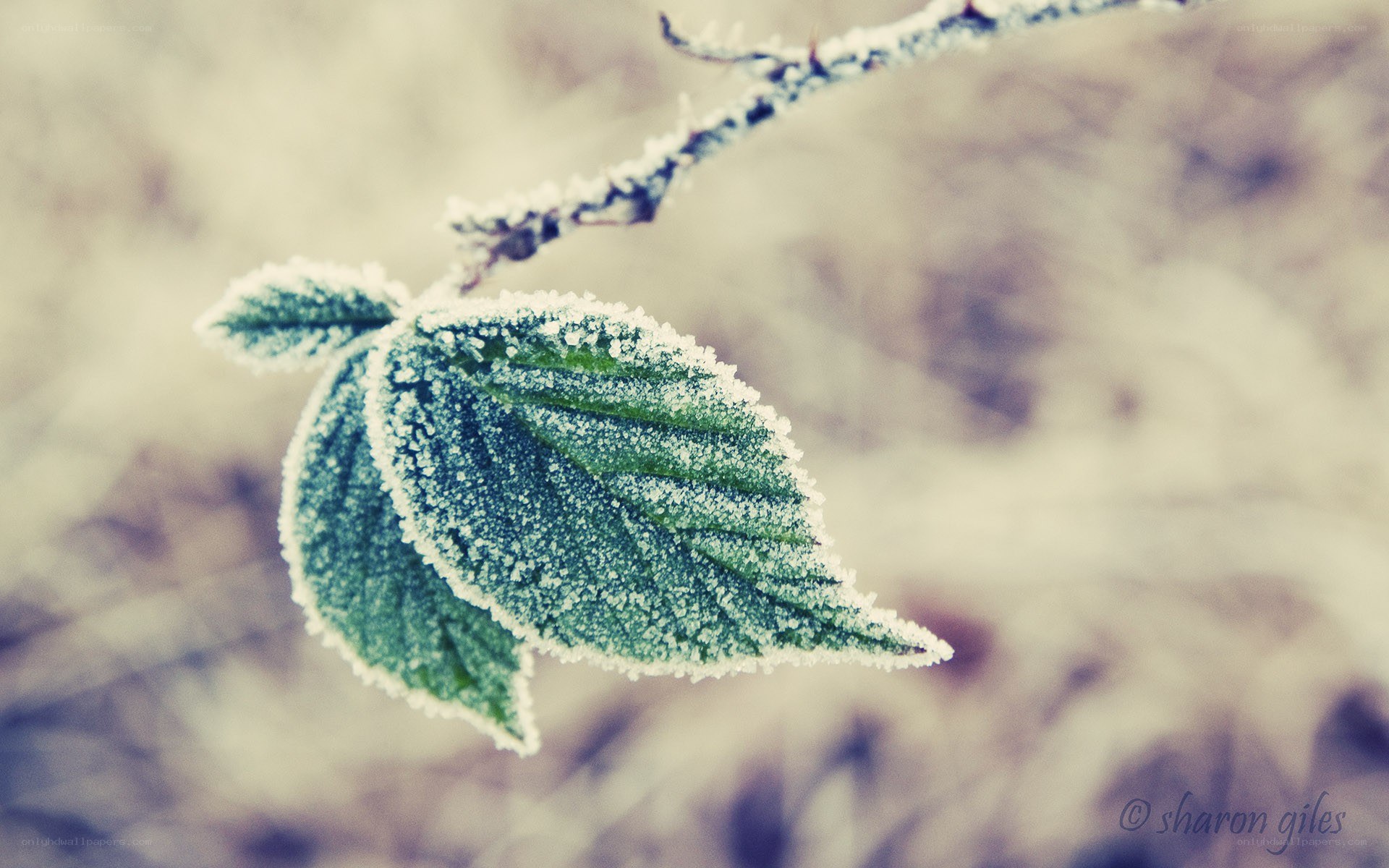 frost-covered leaf on branch