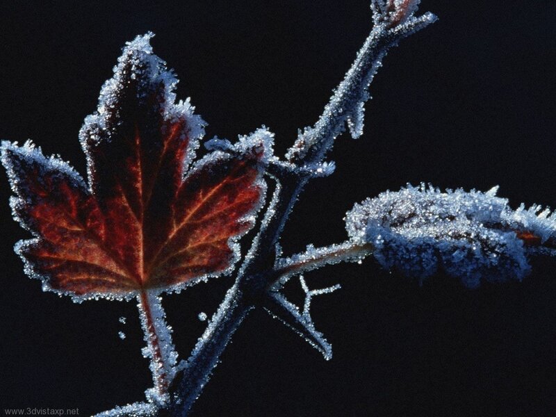 Frost-covered leaf on branch