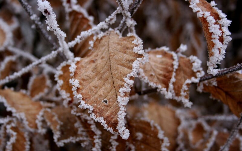 Frost-covered Leaf on Branch — Brown, Cold