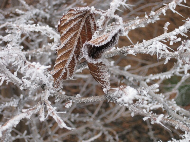 Frost-covered Leaf on Branch — Brown, Cold, Winter, Photograph, Branches