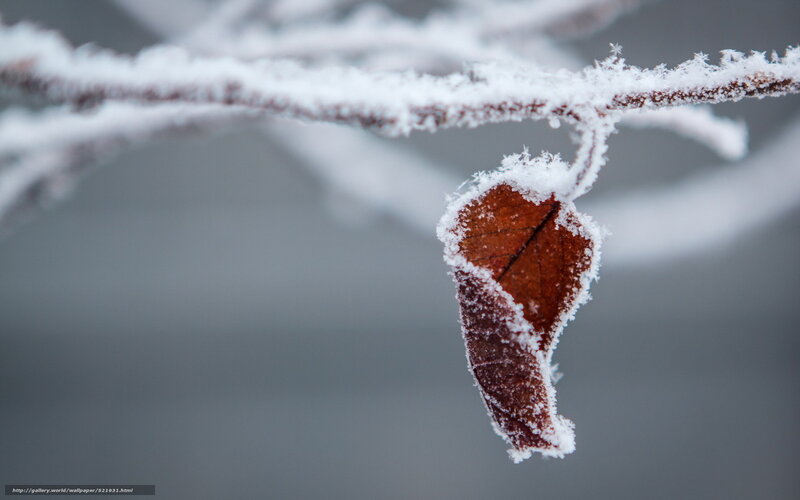 Frost-covered Leaf on Branch — Brown, Cold, Winter