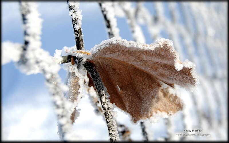 Frost-covered Leaf on Branch — Brown