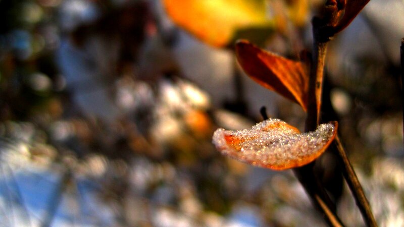 Frost-covered Leaf on Branch — Orange