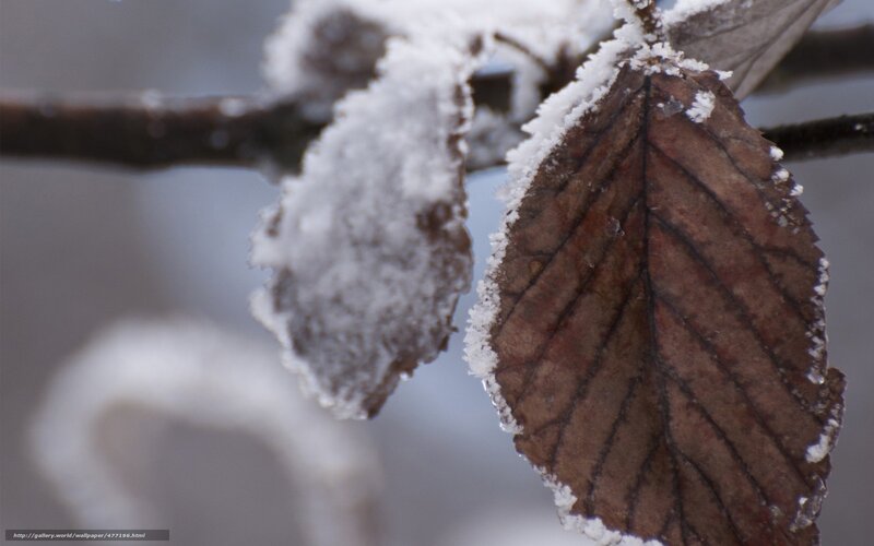 frost-covered leaf on branch