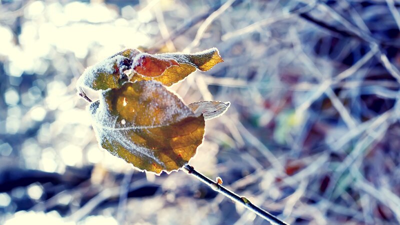 Frost-covered Leaf on Branch — White, Serene