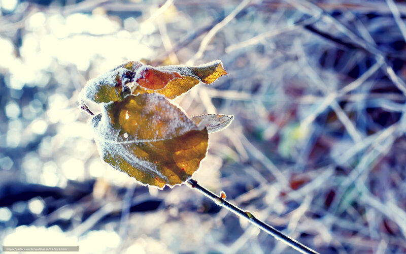 Frost-covered Leaf on Branch — White