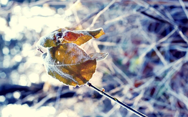 Frost-covered Leaf on Branch — Yellow