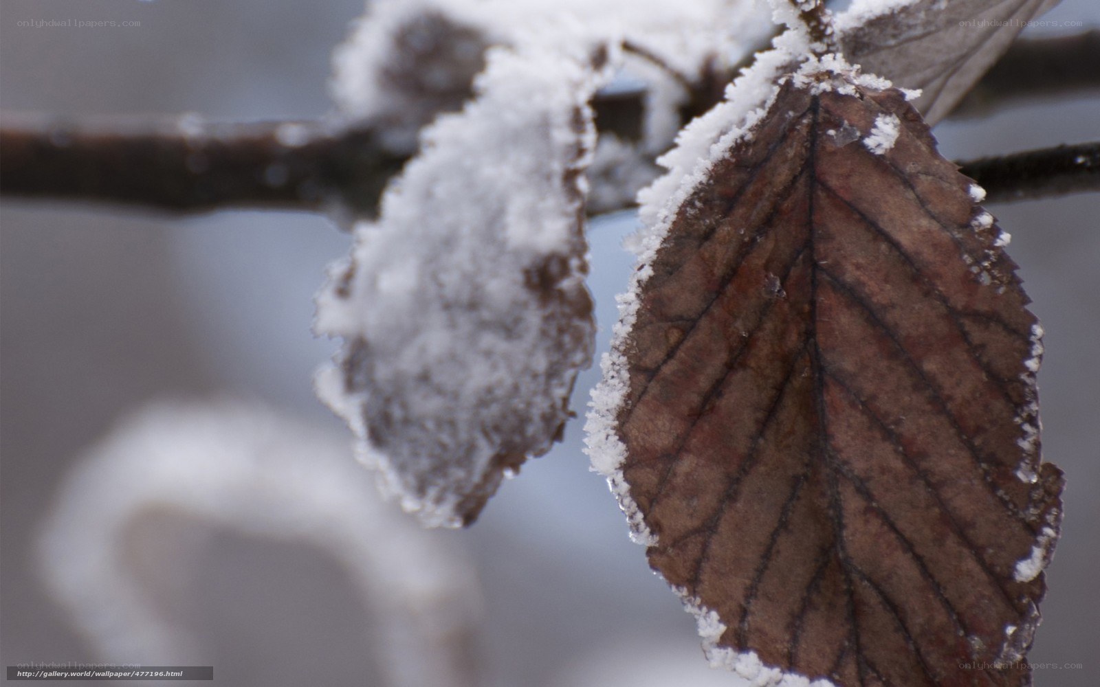 frost-covered leaf on branch