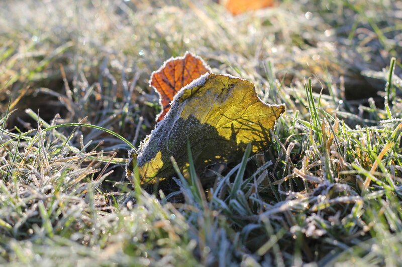 Frost-covered leaf on grass