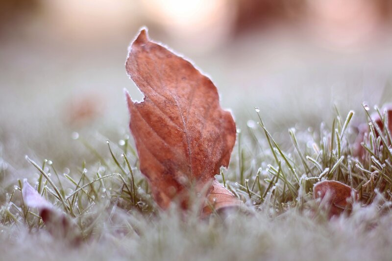 Frost-covered Leaf on Grass — Brown, Calm, Autumn