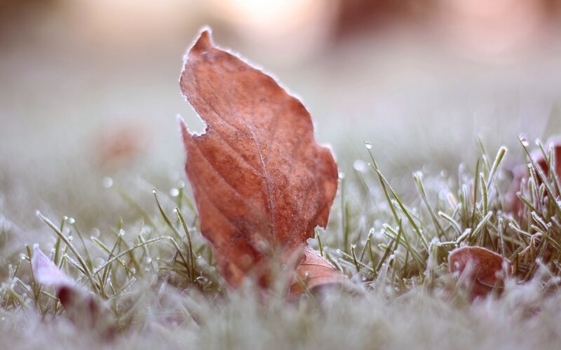 Frost-covered Leaf on Grass — Brown