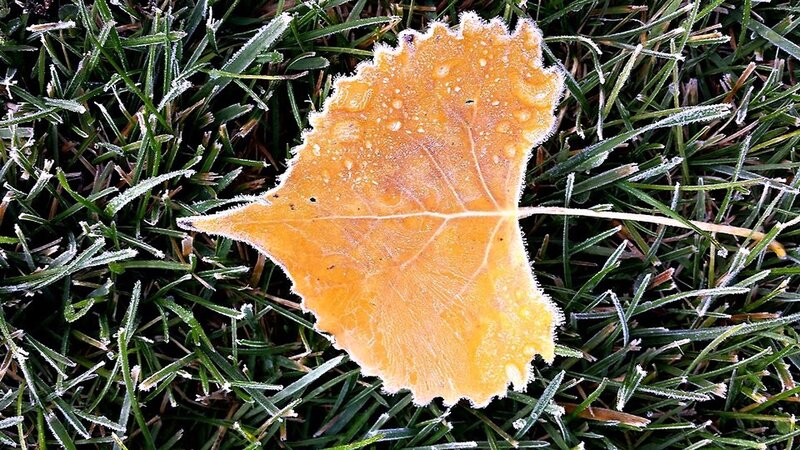 Frost-covered Leaf on Grass — Green
