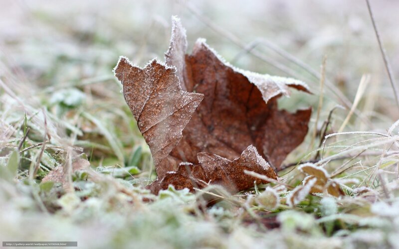 Frost-covered leaf on grass