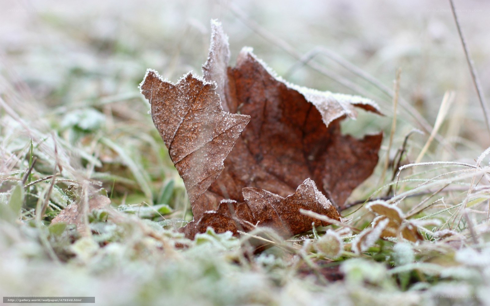 Frost-covered leaf on grass