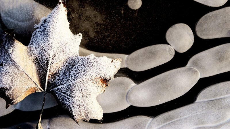 frost-covered leaf on ice
