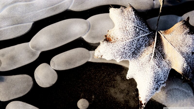 Frost-covered Leaf on Ice — White