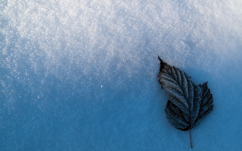 frost-covered leaf on snow