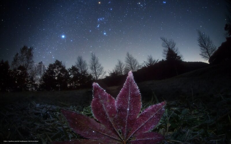 Frost-covered Leaf — Purple, Serene