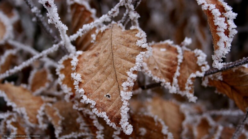 Frost-covered Leaf