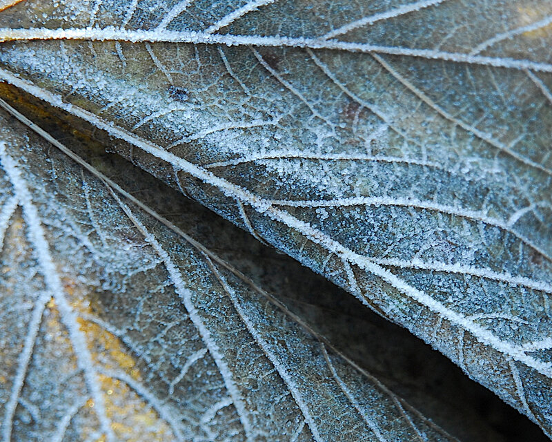 frost-covered leaf veins
